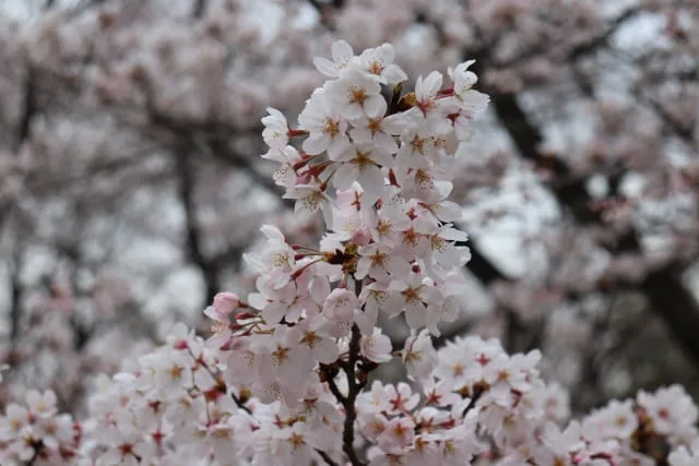 桜